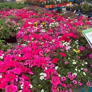 Meet your Posher, Shelly